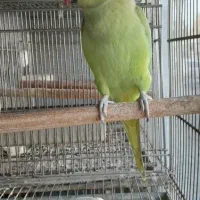 طوطی ملنگو ماده بالغ مست