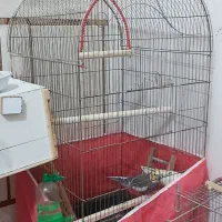 جفت عروس هلندی|پرنده|شوش, |دیوار