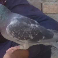 سلام دوستان این کبوتر گمشده
