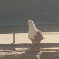 کربلایی|پرنده|مشهد, بهارستان|دیوار