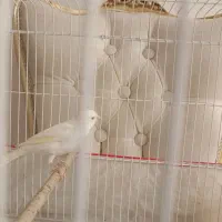 فروش قناری نر سفید|پرنده|صدرا-فارس, فاز ۱|دیوار