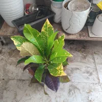 گل و گیاه کروتون|گل و گیاه طبیعی|اهواز, سیصد دستگاه|دیوار