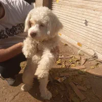 سگ بیشون فریزر