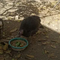 بوقله نر و ماده هفت ماهه واکسن زده|حیوانات مزرعه|یاسوج, |دیوار