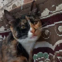 واگذاری