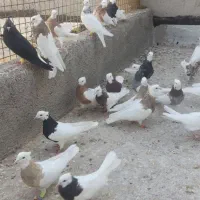 طوقی|پرنده|تاکستان, |دیوار