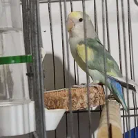 طوطی برزیلی نر|پرنده|املش, |دیوار