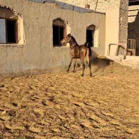 کره نریان کرد|اسب و تجهیزات اسب‌سواری|شراء, |دیوار