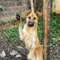 واگذاری سگ ژرمن مالینویز