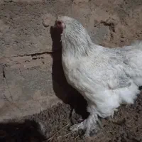 مرغ|حیوانات مزرعه|تربت‌حیدریه, حاجی یار‎|دیوار