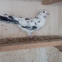 ۳نرکاکلی|پرنده|قم, آزادگان|دیوار
