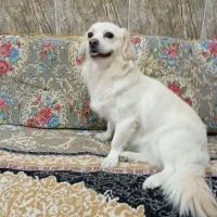 سگ پشمالو