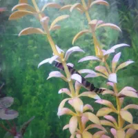 ماهی لوچ نیم نوار گیاهخوار