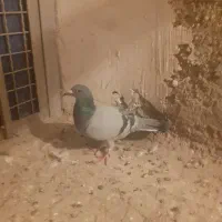 کبوتر|پرنده|اقبالیه, |دیوار