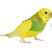 پرنده مرغ عشق گمشده