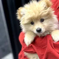 سگ‌پامر اصیل