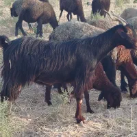 بزسالم ابستن|حیوانات مزرعه|شریف‌آباد, |دیوار