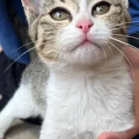 واگذاری رایگان گربه ۵ ماهه
