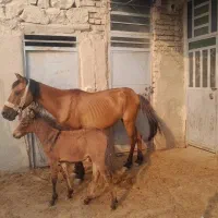 اسب و قاطر یه ماه