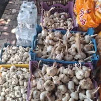 سیر|خوردنی و آشامیدنی|قزوین, |دیوار