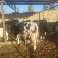 گوساله نروماده درفریمان|حیوانات مزرعه|قلندر آباد, |دیوار