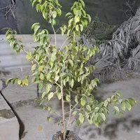 گل و گیاه