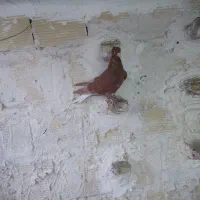 زرد کرمونی  و زرد دم سفید سار سرور|پرنده|مشهد, ادیب نیشابوری (شهرک غرب)|دیوار