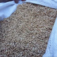 گندم کوهدشت ۲۸۰۰۰تومان