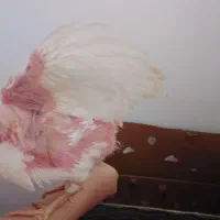 ۲ عدد جوجه  دو نیم ماهه