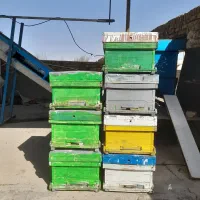 کندو زنبور عسل