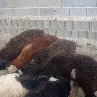 بره سبک وزن نروماده