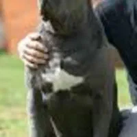 دوبرمن بلوطی کنکورسو شامپاینی و کنکورسو مشکی|سگ|تهران, وردآورد|دیوار