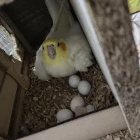 عروس هلندی و مرغ عشق با جوجه