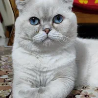 گربه چشم آبی اقیانوسی|گربه|شیراز, حومه شیراز|دیوار