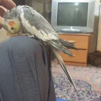 عروس هلندی آهویی نر هم حرف میزنه هم میرقه