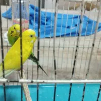 مرغ عشق
