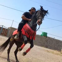 کرایه اسب و آموزش اسب سواری و سوارکاری