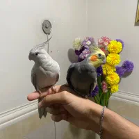 جفت عروس هلندی