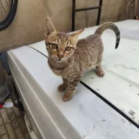 واگذاری بچه گربه