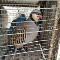 بلدرچین زینتی