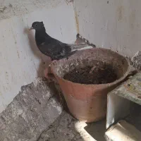 کبوترموشکی دم سفید|پرنده|سبزوار, امیر کبیر|دیوار