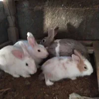 بچه خرگوش بازیگوش