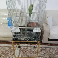 ملنگو|پرنده|ارومیه, |دیوار