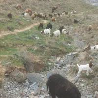 فروش گوسفندزنده