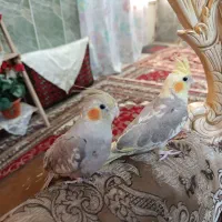 دوتا عروس ۶ ماه نر و اواز خان|پرنده|سبزوار, کهنه آب|دیوار