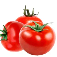 نشا گوجه رقم ۸۳۲۰