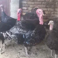 بوقلمون محلی