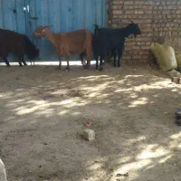 2عدد بز وبزغاله|حیوانات مزرعه|کاشمر, |دیوار