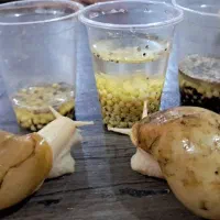 فروش حلزون آلبینو|خزنده|آبادان, |دیوار