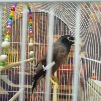 مرغ مینا نر|پرنده|فردیس, قریشی|دیوار